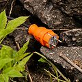 REXANT 111-015 Вилка влагозащищенная прямая, c/з, 16А, IP44, каучук, оранжевая REXANT REXANT 111-015 Вилка влагозащищенная прямая, c/з, 16А, IP44, каучук, оранжевая REXANT