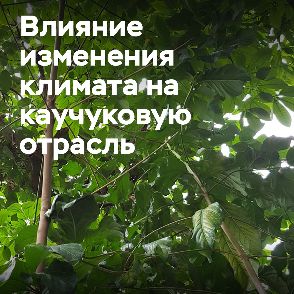 IRSG расширяет исследования о том, как изменение климата влияет на каучуковую отрасль