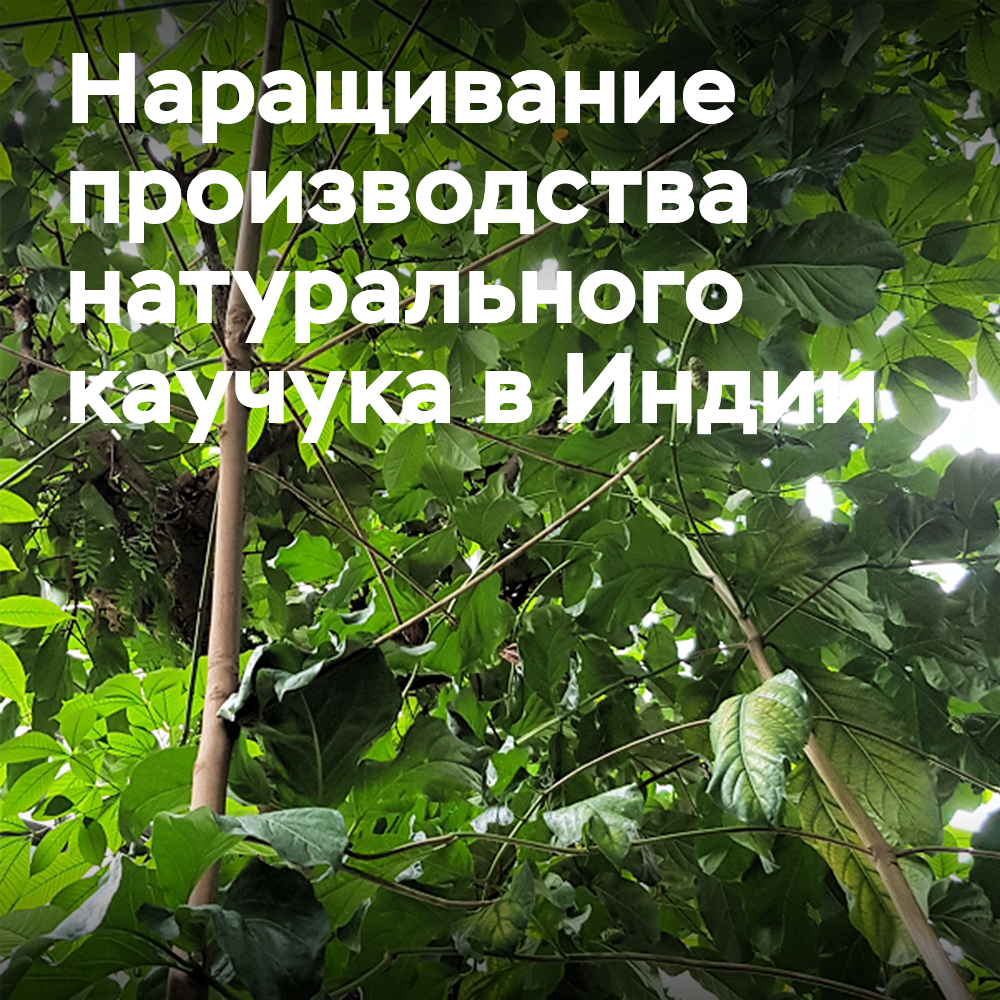 Индийские производители шин будут инвестировать в увеличение местного производства каучука
